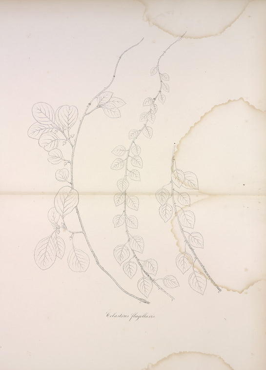 Celastrus flagellaris.