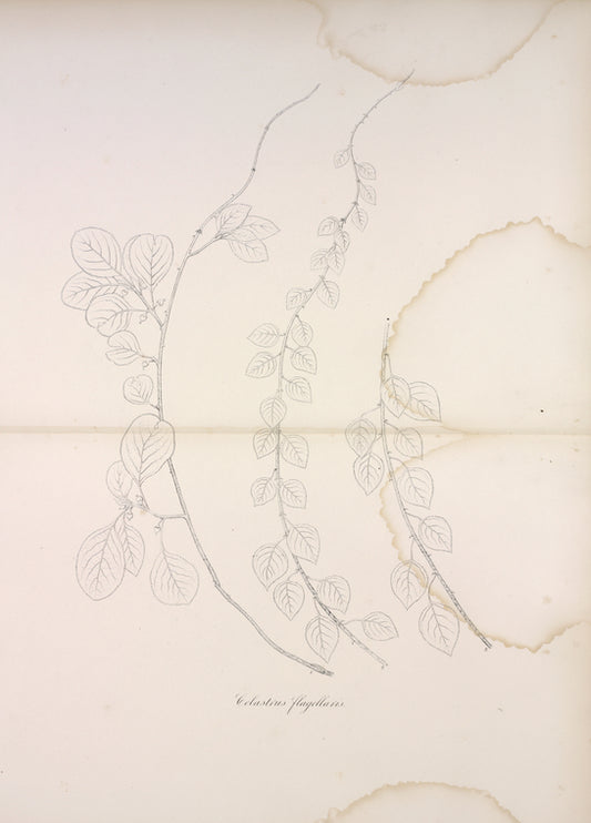 Celastrus flagellaris.