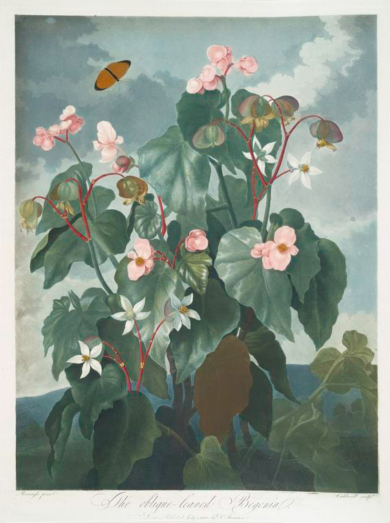 The oblique-leaved begonia.