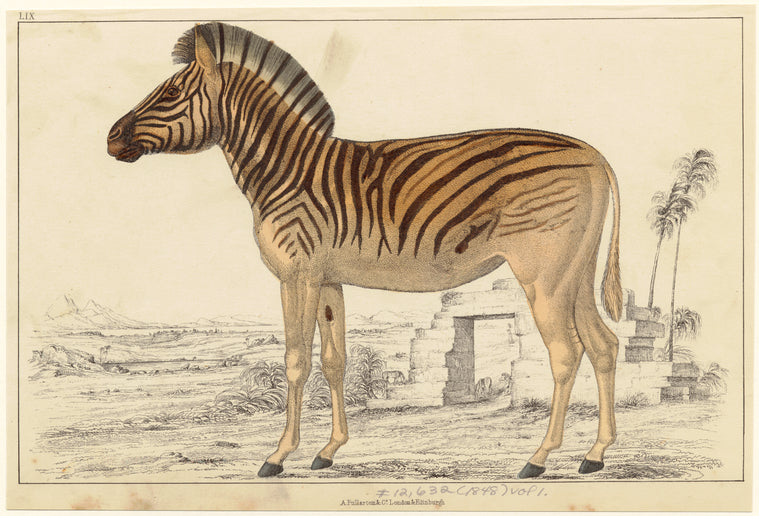 Zebra