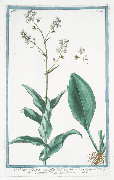Cochleatria altissima glastifolio = Lepidium glastifolium = Cocleatria Longa = Herbe aux cuilliers. [Tallest Scurvygrass]