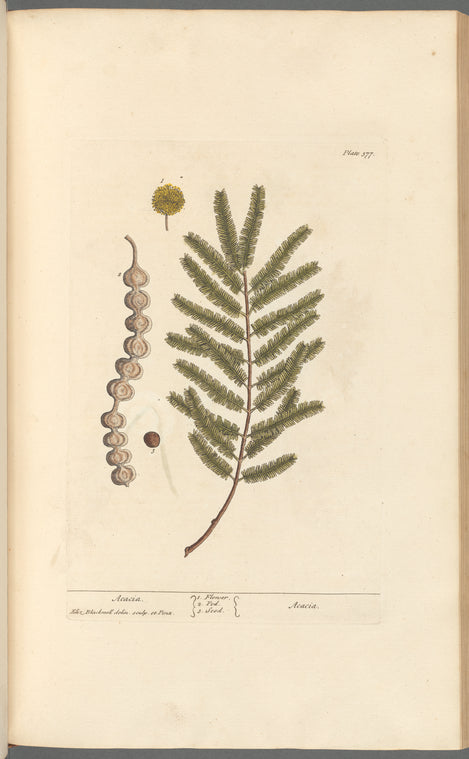 Acacia – NYPL Print Store