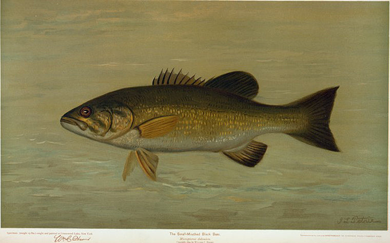 The Small-Mouthed Black Bass, Micropterus dolomieu.