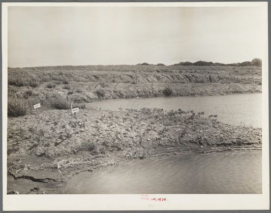 Abandoned strip coal mine leveled and planted with trees by Civilian Conservation Corps (CCC) workers. Cherokee County, Kansas