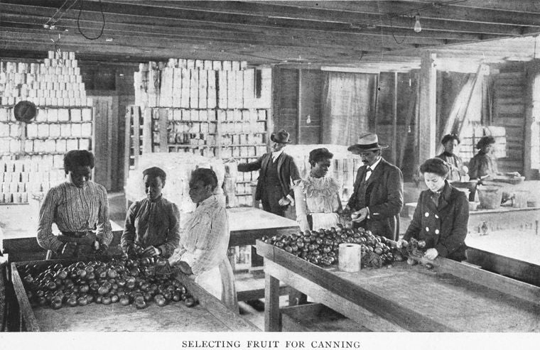 Selecting fruit for canning