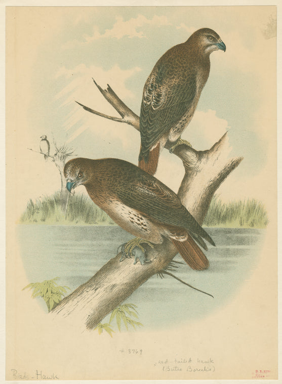 Red-tailed hawk.