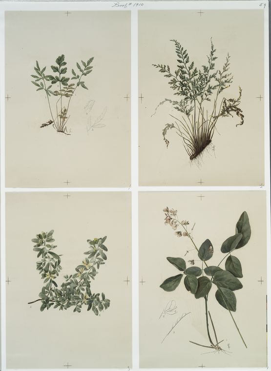 Prints depicting drawings and sketches of plants and flowers.