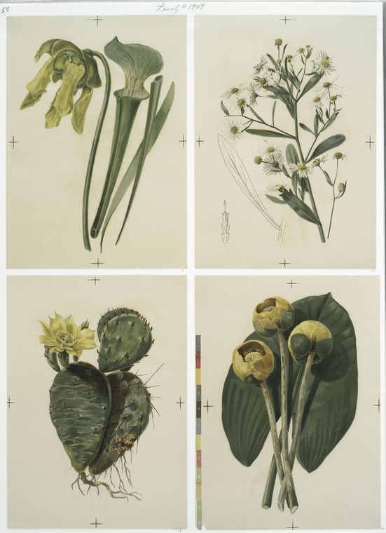 Prints depicting drawings and sketches of plants and flowers.