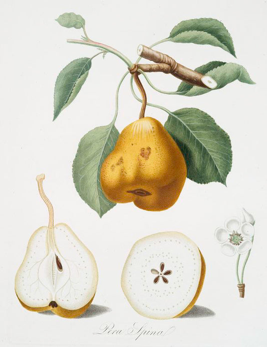 Pera spina [Pero spino ; Pear]