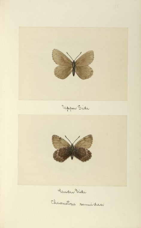 Chronobas semidea (upper side; under side).