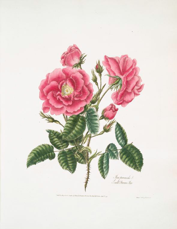 Rosa provincialis