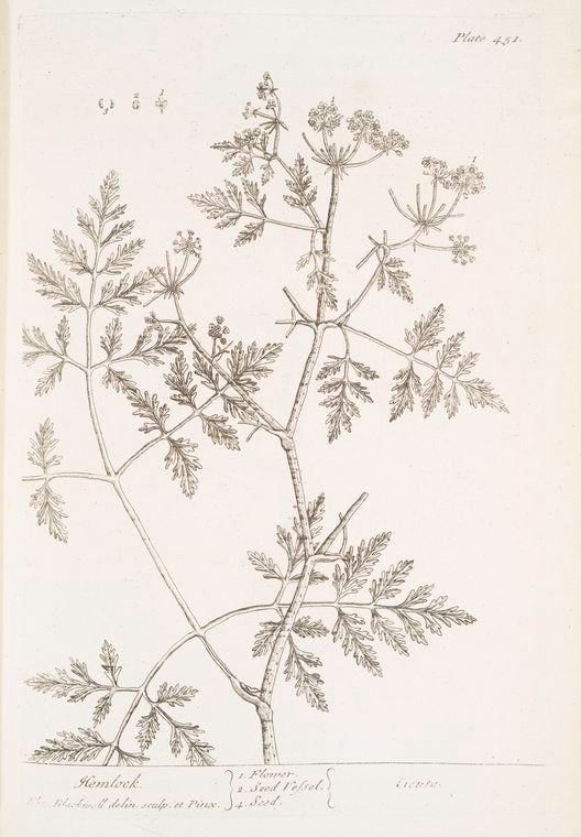 Hemlock.