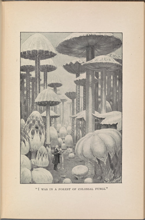 I was in a forest of colossal fungi