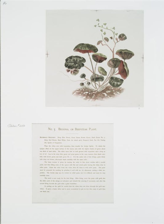 China Painting #1: Begonia, or Beefsteak Plant [text and illustration.]
