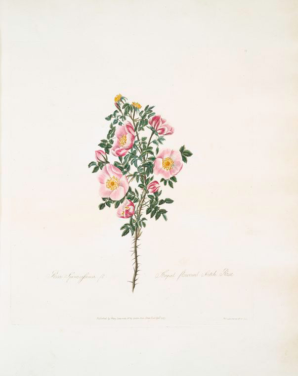 Rosa spinosissima