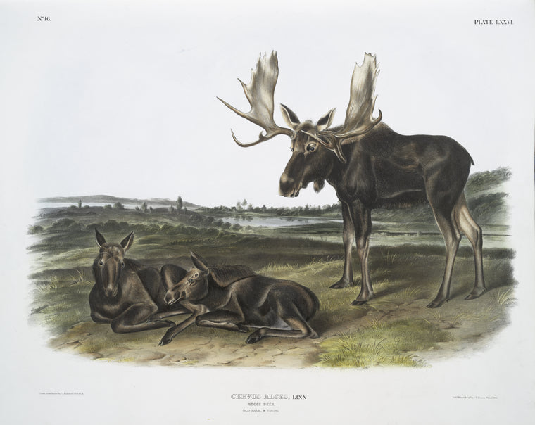 Servus alces, Moose Deer. Old male & young.