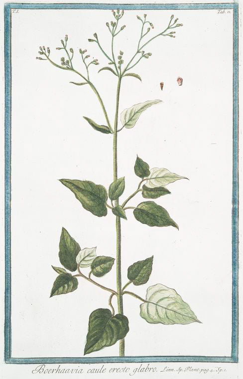 Boerhaavia caule erecto glabro.