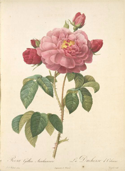 Rosa Gallica Aurelianensis; Rosier de France (?) 'Duchesse d'Orleans'