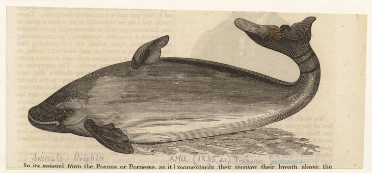 Porpoise