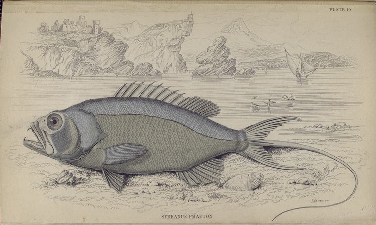 Serranus Phaeton.
