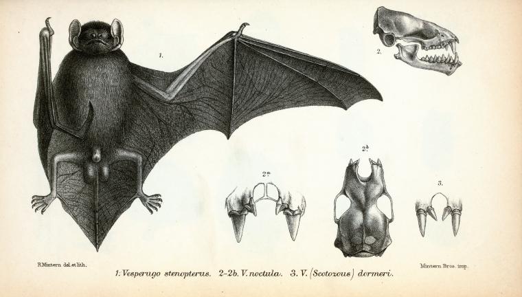 1. Vesperugo stenopterus; 2-2b. Vesperugo noctula; 3. Vesperugo (Scotozous) dormeri.