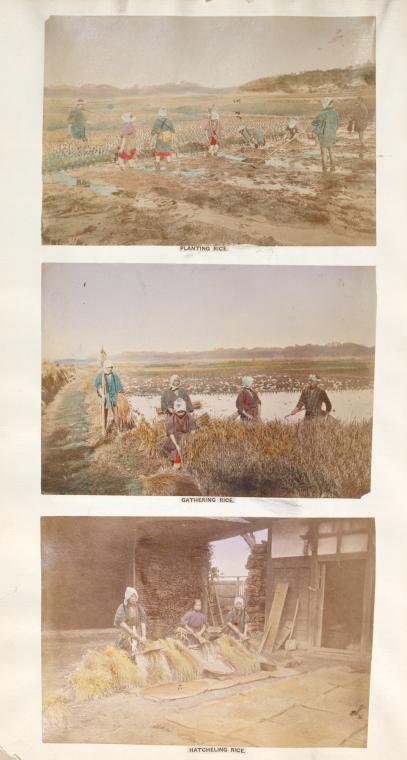 Planting rice; gathering rice; hatchling rice.