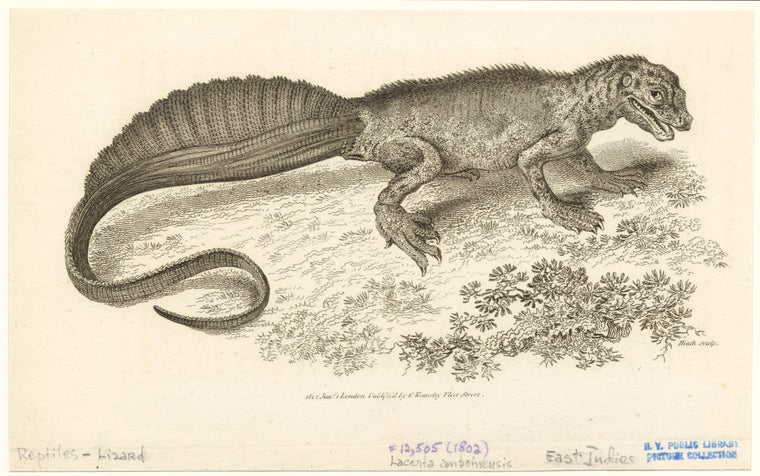 Lacerta amboineusis