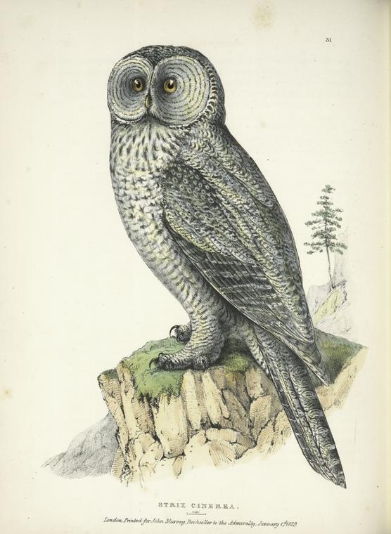 Strix cinerea.