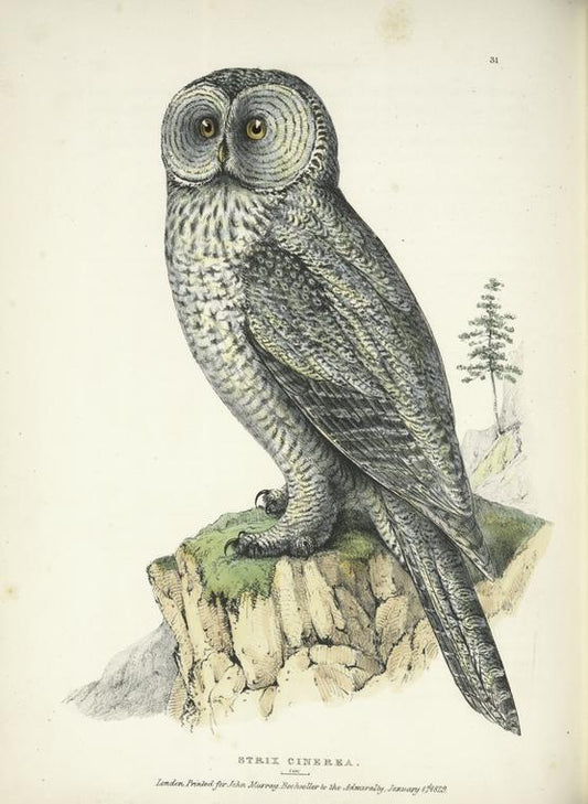 Strix cinerea.