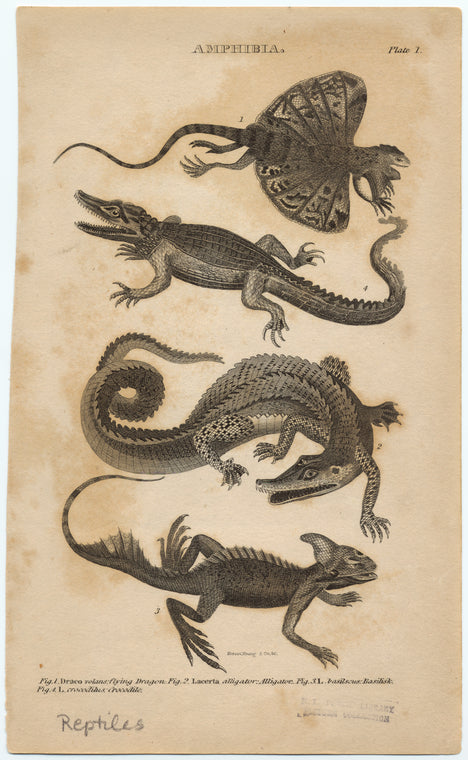 Reptiles