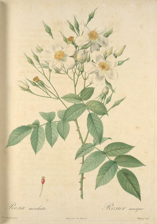 Rosa Moschata; Rosier musque (syn)
