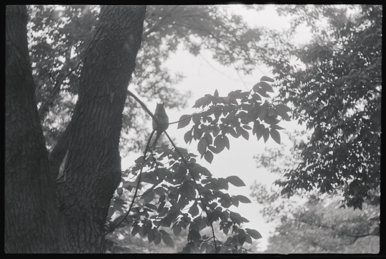 Squirrel in tree. New York, NY