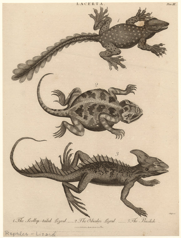 The scollop-tailed lizard ; The orbicular lizard ; The basilisk