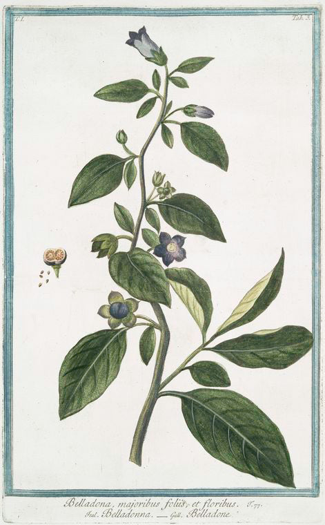 Belladona, majoribus foliis, et floribus = Belladone. [Devil's Cherries. Naughty Man's Cherries. Divale. Black Cherry. Devil's Herb. Great Morel. Dwayberry]