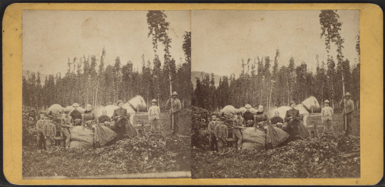 Hop yard.