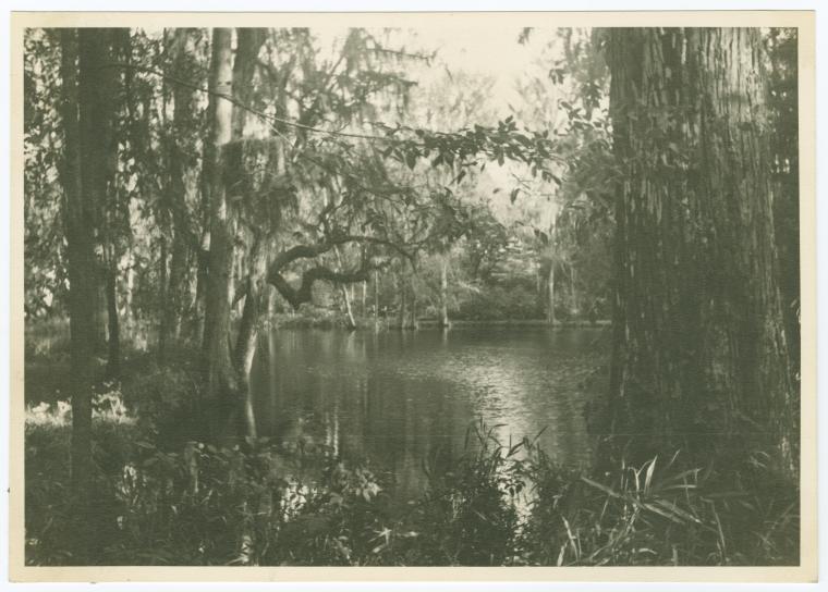 Magnolia Gardens