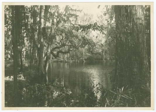 Magnolia Gardens