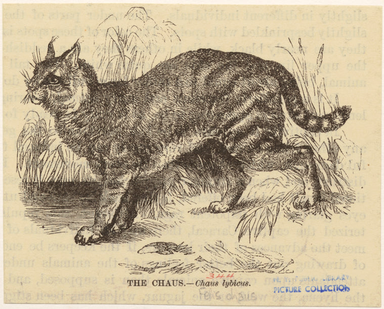 The caus -- Chaus lybicus