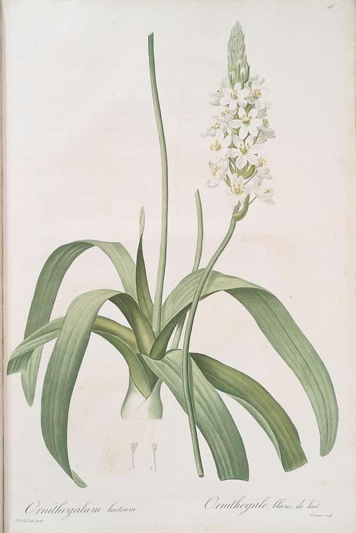 Ornithogalum lacteum