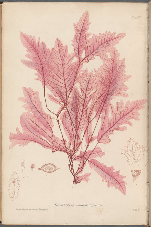 Plate XLV: Delesseria sinuosa, Lamour