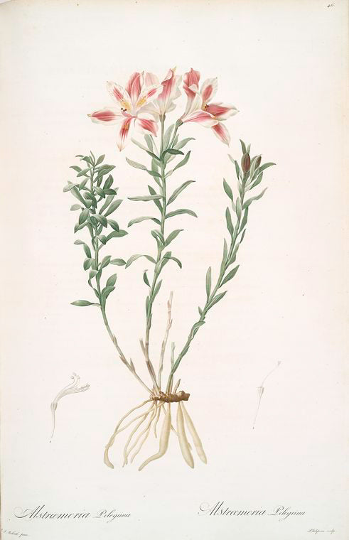Alstroemeria Pelegrina