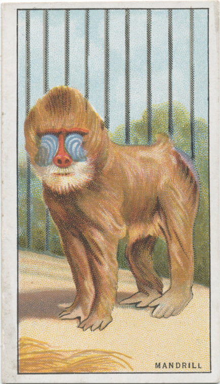 Mandrill.