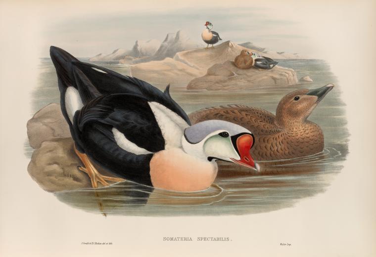 Somateria spectabilis. King Duck.