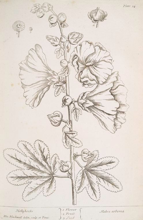 Hollyhocks.