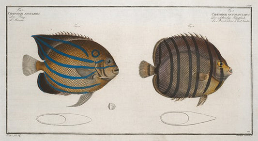 1. Chaetodon octofasciatus; 2. Chaetodon annularis.