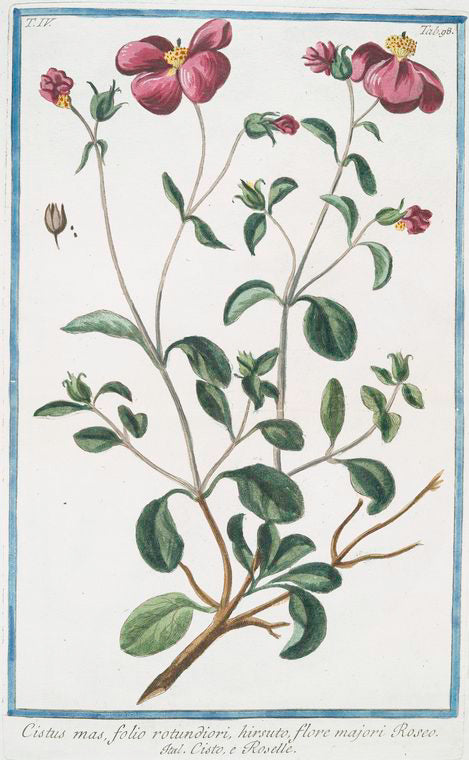 Cistus mas, folio rotundiori, hirsuto, flore majori Roseo = Cisto, e Roselle. [Rock-rose]