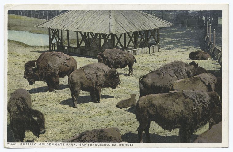 Buffalo, Golden Gate Park, San Francisco, Calif.
