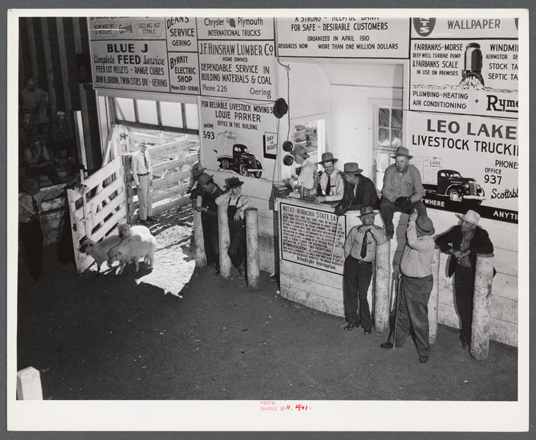 Auction at Union Livestock Commission Company, Gering, Nebraska.