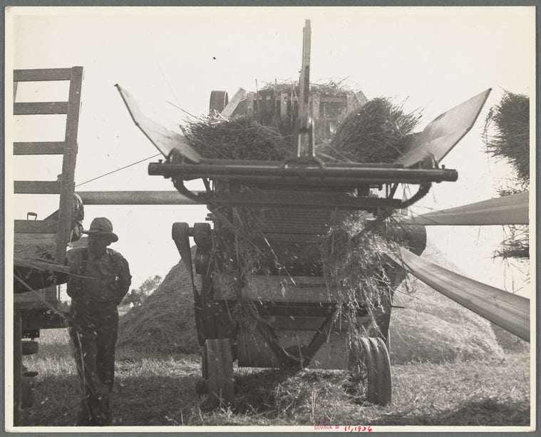 Threshing oats, Clayton, Indiana. July 1936