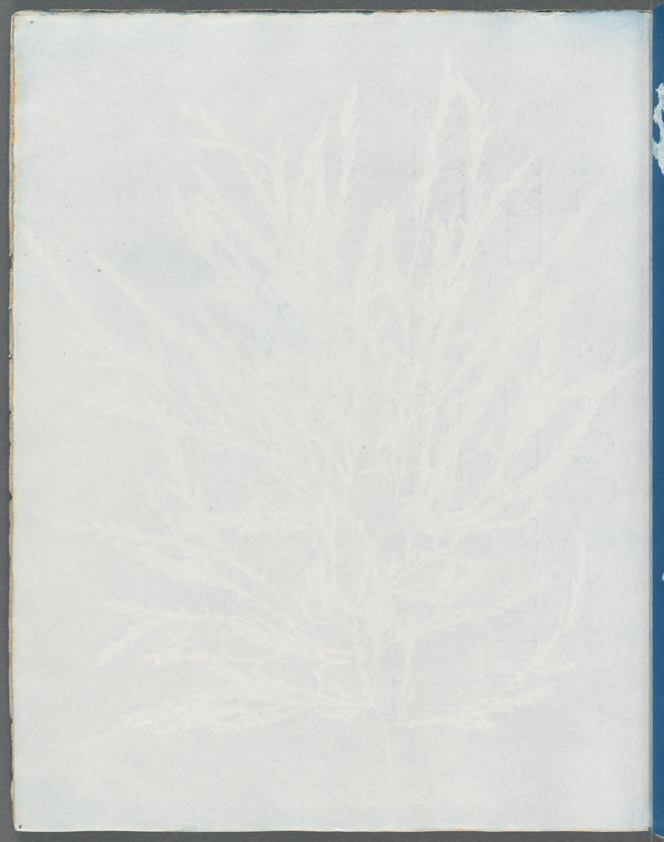 Odonthalia dentata